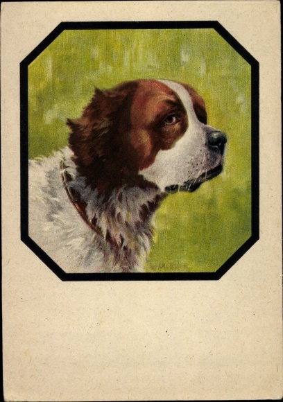 Künstler Ak Merker, W., Bernhardiner, Hundeportrait