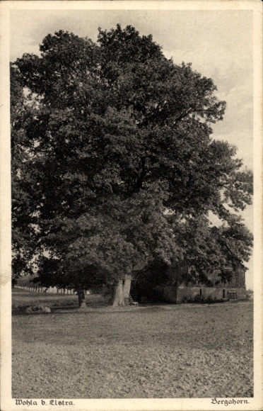 Postcard Wohla Elstra Oberlausitz, Berghorn, large old trees, rural surroundings