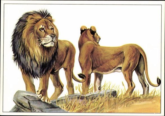12 PCs in the envelope, African steppe animals, trading card series Bild und Heimat
