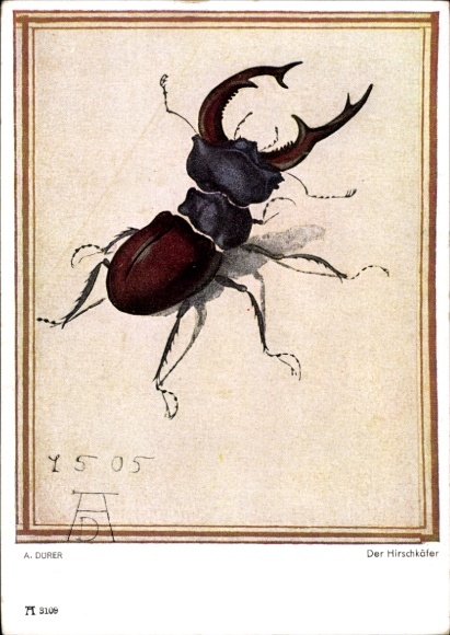 Artist PC Dürer, A., stag beetle