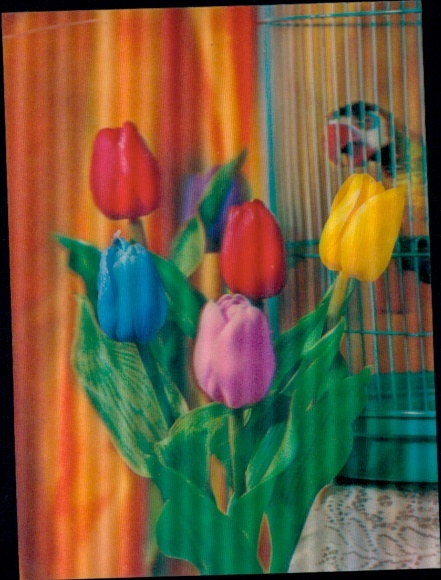 3-D Postcard Blooming Tulips, Flowers, Parrot, Cage