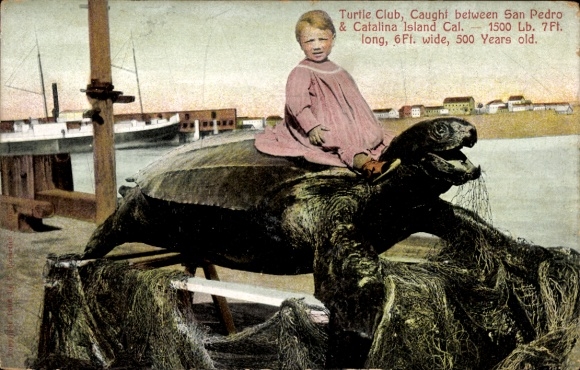 Postcard San Pedro California USA, turtle