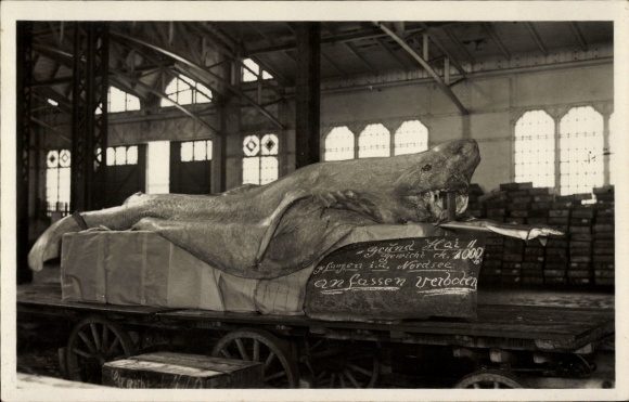Photo Postcard Shark caught in the North Sea in a warehouse