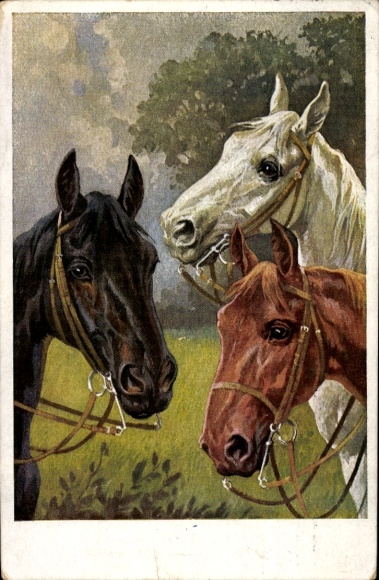 Artist Postcard Trache, R., Noble horses, brown, white, black