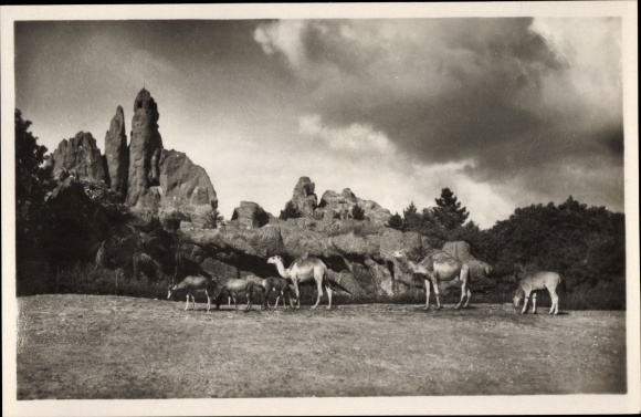 PC Hamburg Stellingen, Carl Hagenbeck&#39;s zoo, African steppe