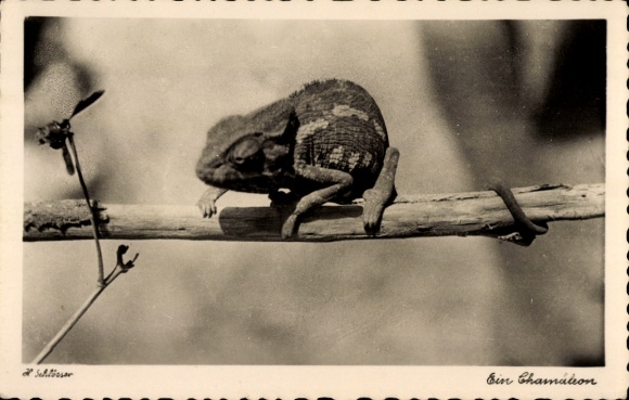 Postcard Chameleon on a branch, Zoo