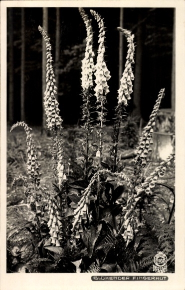 Picture Saxon Switzerland, flowering foxglove
