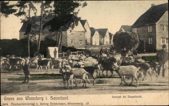Postcard Winterberg in the Hochsauerland district, expulsion of the herd of goats