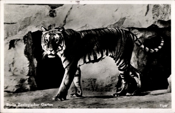 Postcard Berlin Tiergarten, Zoological Garden, Tiger
