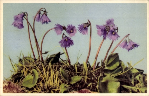 Postcard Soldanella, Alpine bells