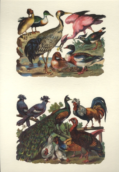 2 Oblaten Vögel, Enten Hühner, Pfauen, Fasane, Größe je ca. 12 x 16 cm