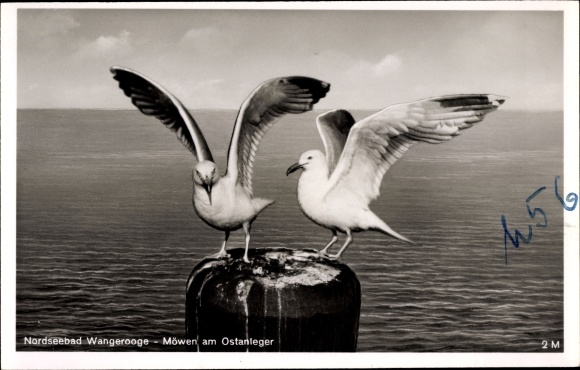 Postcard Wangerooge in Friesland, North Sea resort, seagulls on the east pier, sea