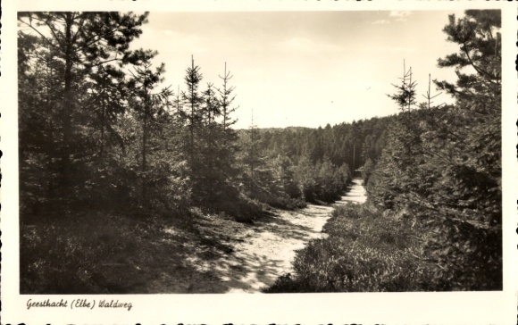 Postcard Geesthacht on the Elbe, forest path