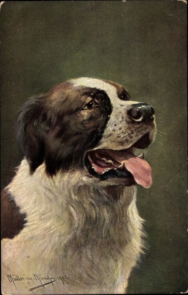 Artist PC Müller, August, St. Bernard, dog snout