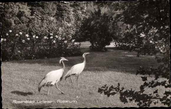 PC Uetersen in Schleswig Holstein, Rosarium, Heron