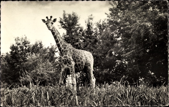 Postcard portrait of a Giraffe