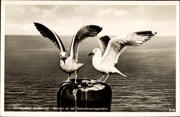 PC Norderney in Ostfriesland, seagulls at the investor