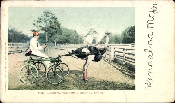 PC Florida USA, Oliver W., the famous trotting ostrich