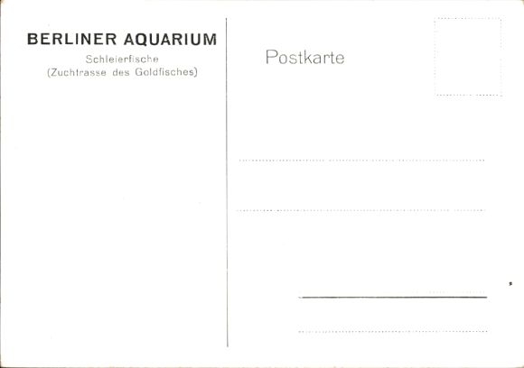 Artist Postcard Veilfish, breeding breed of goldfish