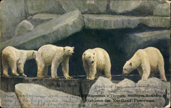 Postcard Hamburg Eimsbüttel Stellingen, Hagenbecks Tierpark, Nordland Panorama, polar bears