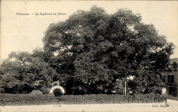 Postcard Villennes sur Seine Yvelines, Sophora en fleurs