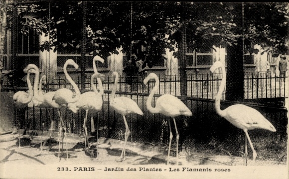 Postcard Paris V, Jardin des Plantes, The pink flamingos