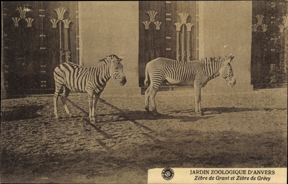 Postcard Antwerp Zoological Garden, Large Zebra, Grevy's Zebra