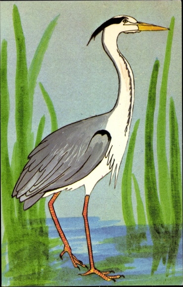 Postcard Reiher, Herons often stand very still in shallow water waiting on a passing fish