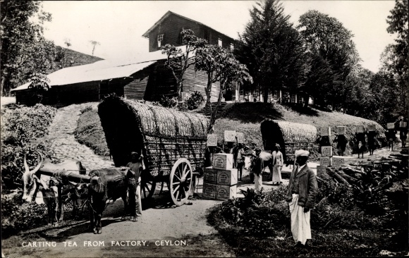 Postcard Ceylon Sri Lanka, Carting Tea from Factory