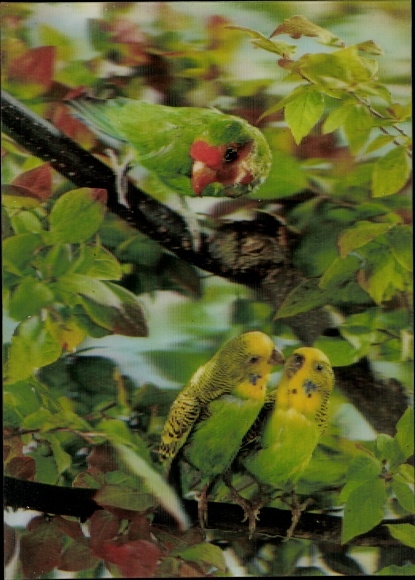 3 D Postcard Parrots, budgerigars and parrot