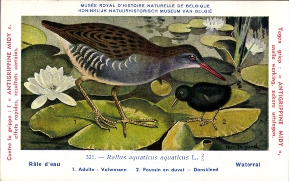 Kunstenaarskaart Dupond, Hub., Rate d'eau, Waterral, nr. 321