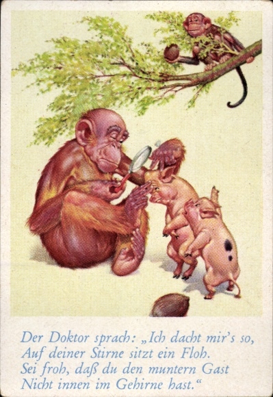Collector's picture funny pictures No. 31, Orangutan searches pigs for fleas