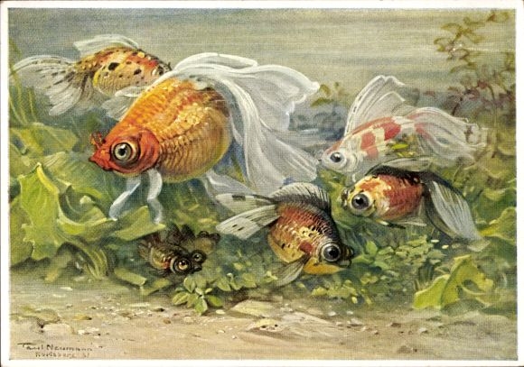 Artist Postcard Veilfish, breeding breed of goldfish