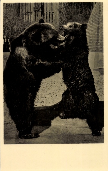 Postcard Berlin Mitte, bear enclosure at the Märkisches Museum, bears Nante and Jette