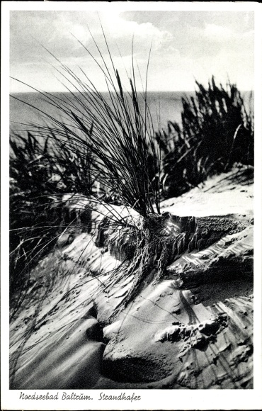 Postcard Insel Baltrum in Ostfriesland, beach grass