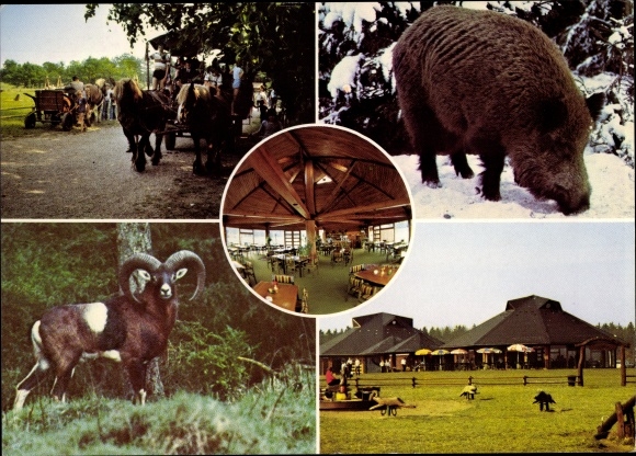 Ak Daldorf Kreis Segeberg, De Wildhof, Moeflon, Wild Zwijn, Paardenkoets