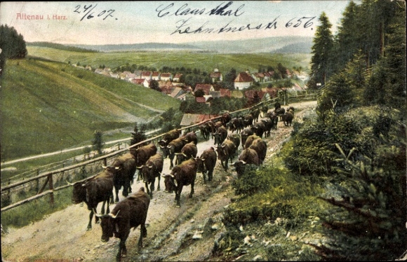 Postcard Altenau Clausthal Zellerfeld in the Upper Harz, cows on a path, village in the background, green lands