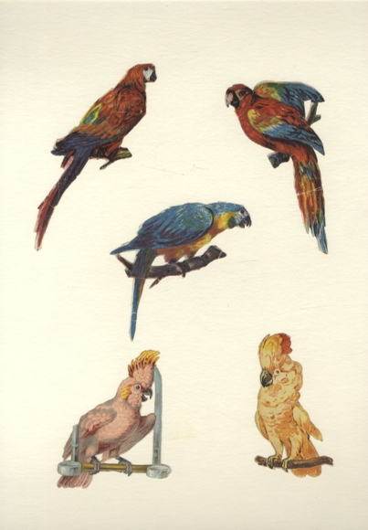 5 wafers parrots, approx. 12 x 4.5 cm to 8 x 5 cm