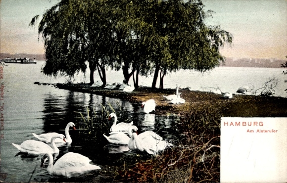 Postcard Hamburg Nord Alsterdorf, swans on the Alster bank, willow trees, calm water surface
