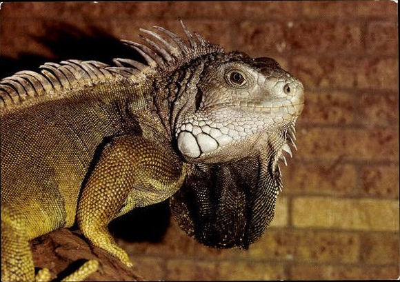 8 old Postcard reptiles, snakes, lizards, turtles