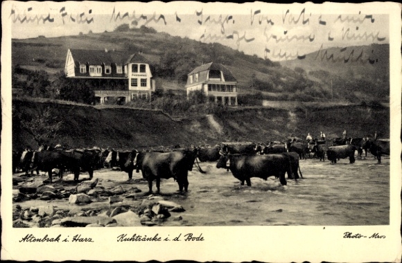 Postcard Altenbrak Thale in the Harz Mountains, cows in the water, houses in the background, photo by Mros