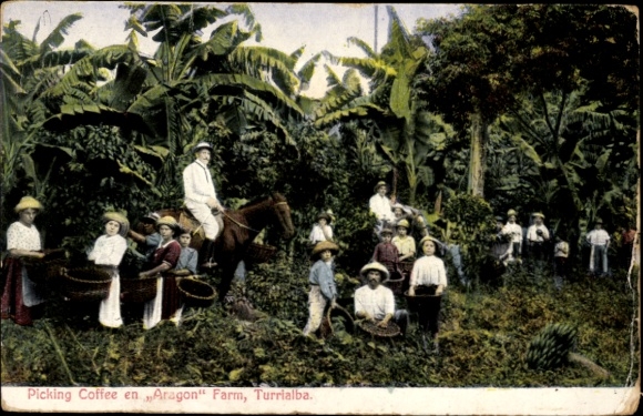 Postcard Turrialba Costa Rica, Picking Coffee en Aragon Farm, Coffee bean harvest