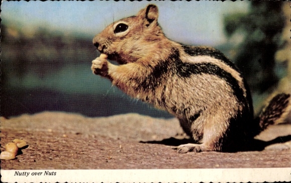 Postcard Crazy about nuts, chipmunks