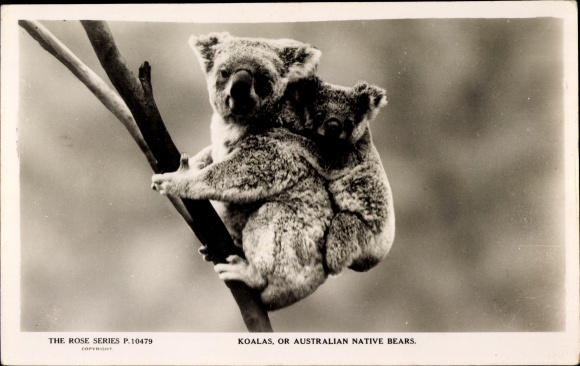 Postcard Australian Koala carrying his koala cub, The Rose Series P. 10479
