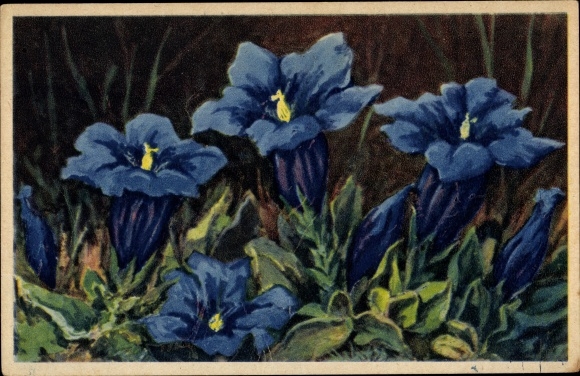 Artist PC Gentiane de Koch, Gentiana Kochiana, Gentian