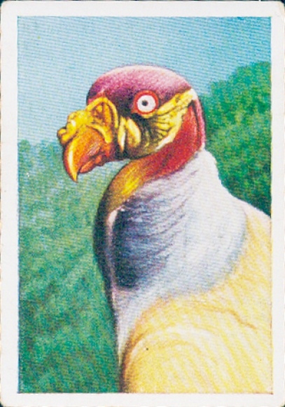 Collector's picture The colorful world, Grotesque bird heads, King vulture