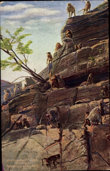 PC Hamburg Eimsbüttel Stellingen, Carl Hagenbeck's zoo, monkey rock