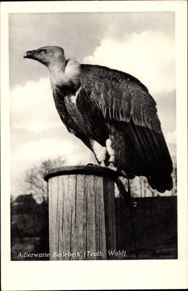 Postcard Berlebeck Detmold in the Teutoburg Forest, Adlerwarte, Gänsegeyer