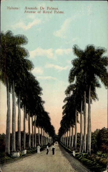 Postcard Havana Cuba, Calle de Palmas