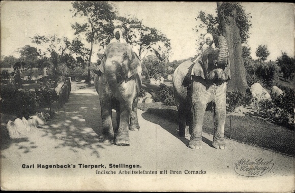 PC Hamburg Eimsbüttel Stellingen, Carl Hagenbeck's zoo, Indian working elephants